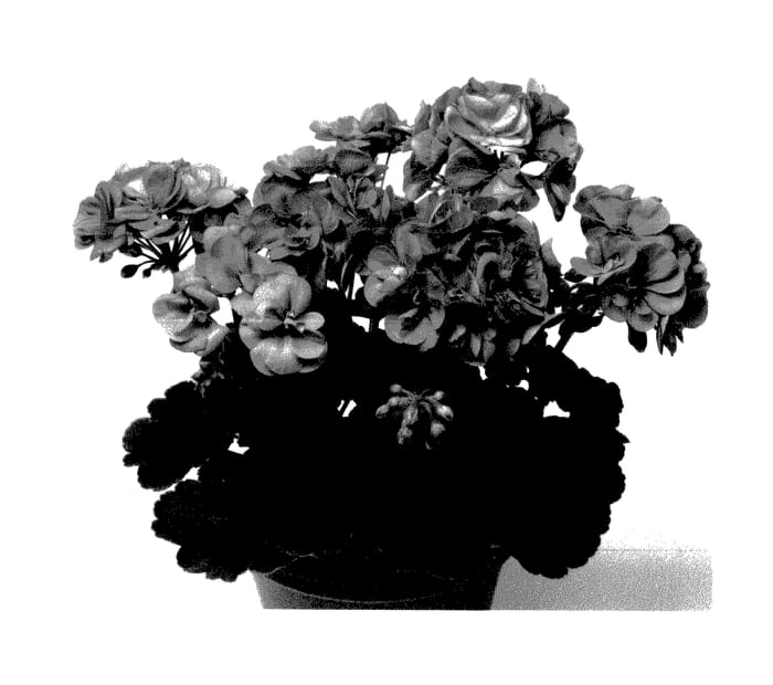 Figure 1 of US plant patent PP28129, the photograph of Pacsteffi printed in the patent.