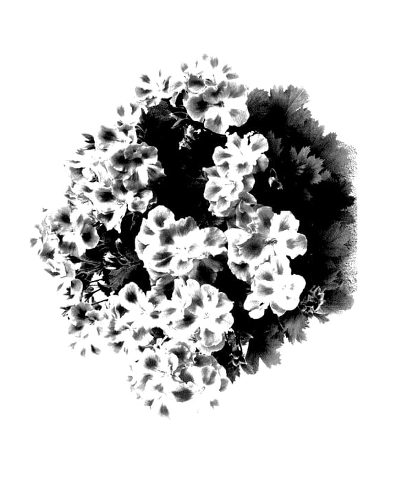 Figure 1 of US plant patent PP28130, the photograph of Campeacl printed in the patent.