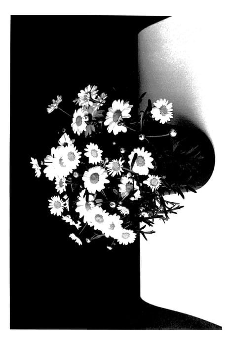 Figure 1 of US plant patent PP28131, the photograph of SUN 500 printed in the patent.