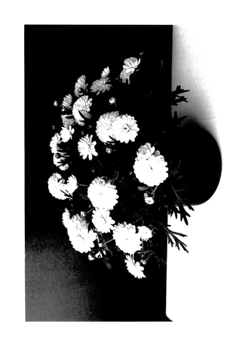 Figure 1 of US plant patent PP28132, the photograph of SUN 400 printed in the patent.