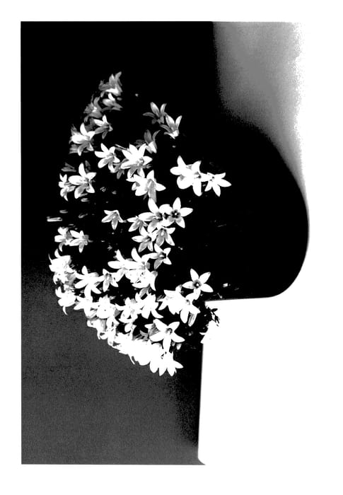 Figure 1 of US plant patent PP28133, the photograph of PTW1300101 printed in the patent.