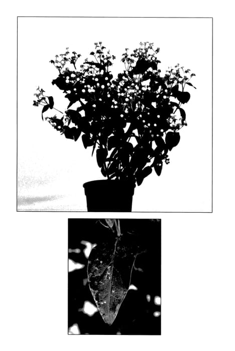 Figure 1 of US plant patent PP28134, the photograph of Allhy1236 printed in the patent.
