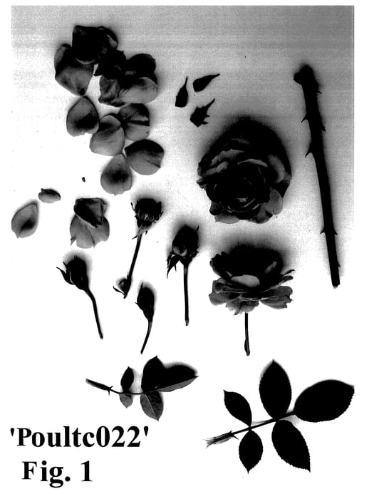 Figure 1 of US plant patent PP28135, the photograph of Poultc022 printed in the patent.