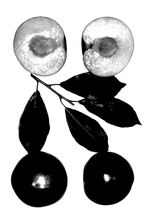 Figure 1 of US plant patent PP28136, the photograph of Zweet Bettzee printed in the patent.