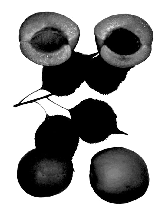 Figure 1 of US plant patent PP28137, the photograph of Hermosa printed in the patent.