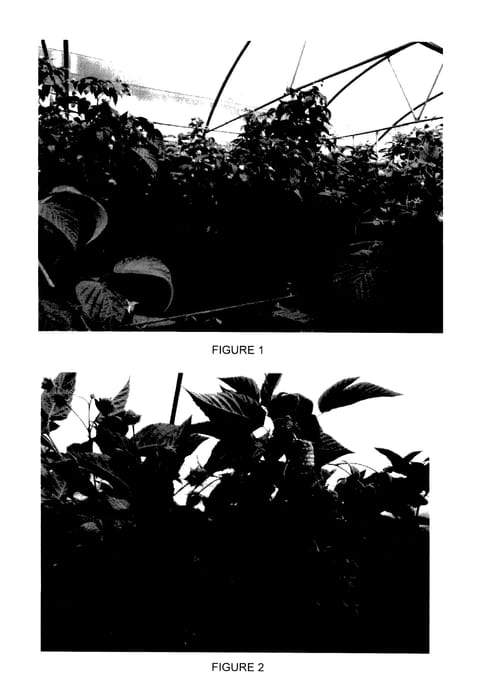 Figure 1 of US plant patent PP28138, the photograph of Enrosadira printed in the patent.