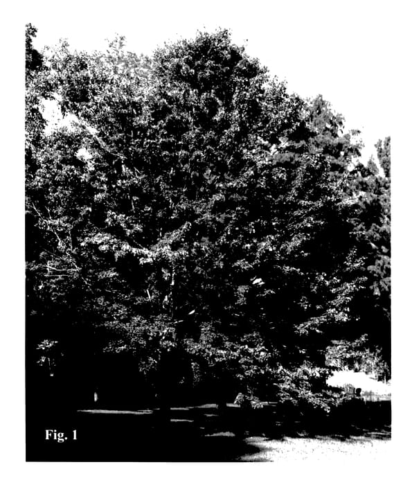 Figure 1 of US plant patent PP28139, the photograph of Miller printed in the patent.