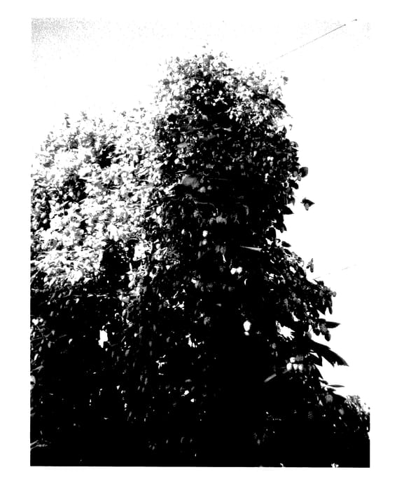 Figure 1 of US plant patent PP28140, the photograph of HBC 344 printed in the patent.