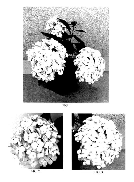 Figure 1 of US plant patent PP28141, the photograph of Mother's Love printed in the patent.