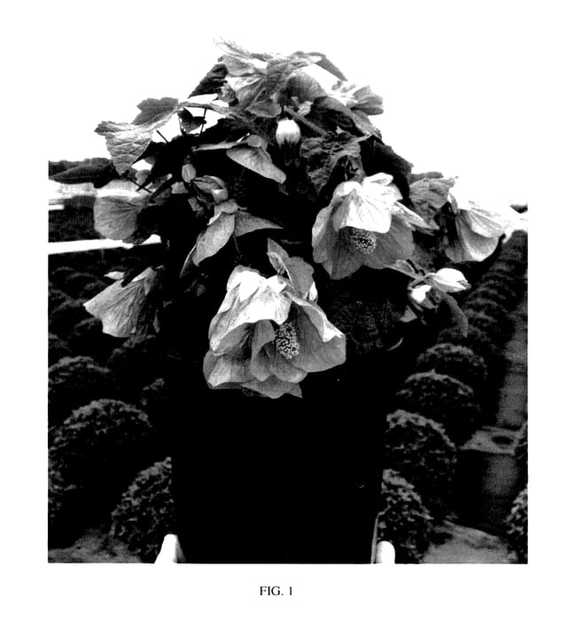 Figure 1 of US plant patent PP28142, the photograph of Passion printed in the patent.