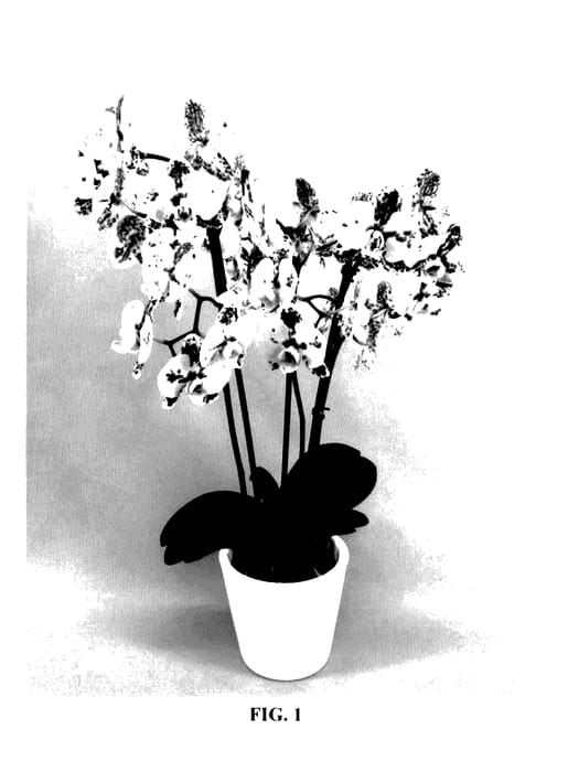 Figure 1 of US plant patent PP28143, the photograph of Phaldesal printed in the patent.