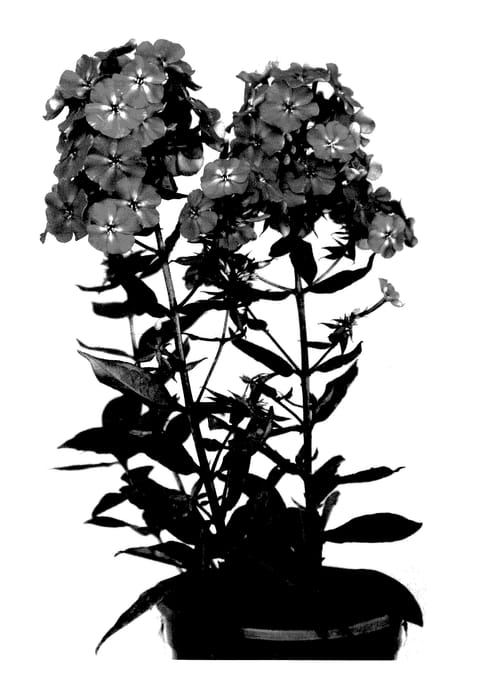 Figure 1 of US plant patent PP28144, the photograph of Versred printed in the patent.