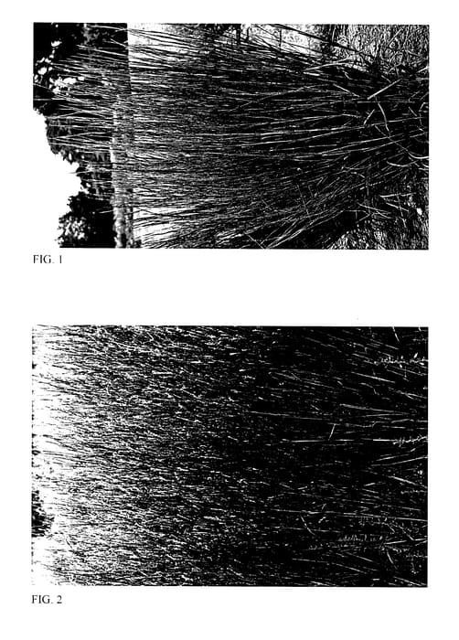 Figure 1 of US plant patent PP28145, the photograph of Blue Paradise printed in the patent.