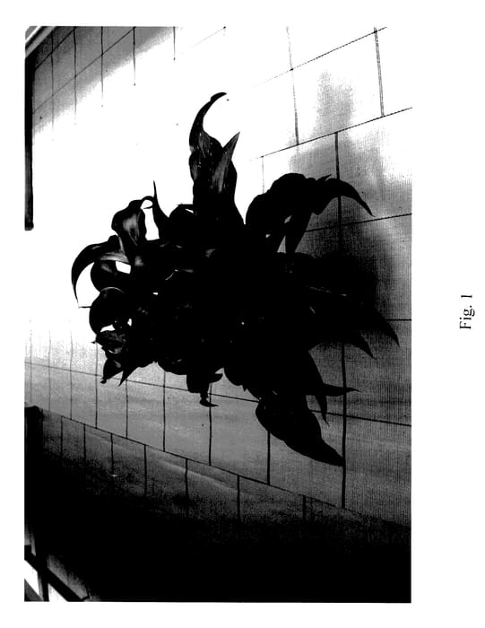 Figure 1 of US plant patent PP28146, the photograph of Vermont printed in the patent.