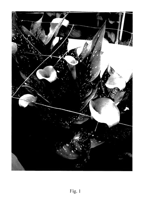 Figure 1 of US plant patent PP28147, the photograph of Fireworks printed in the patent.
