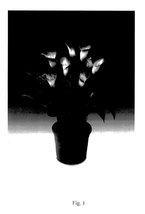 Figure 1 of US plant patent PP28148, the photograph of Nashville printed in the patent.