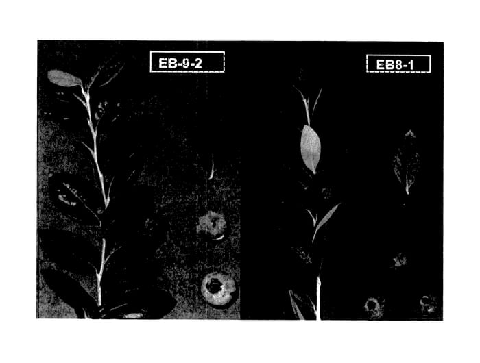 Figure 1 of US plant patent PP28149, the photograph of EB 9-2 printed in the patent.