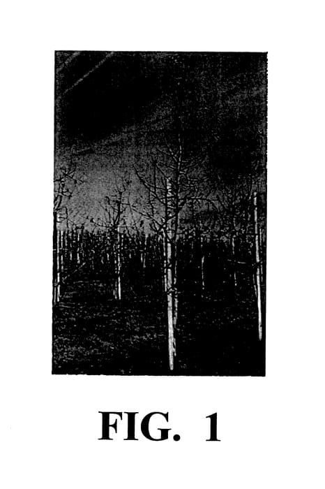 Figure 1 of US plant patent PP28150, the photograph of R10-45 printed in the patent.