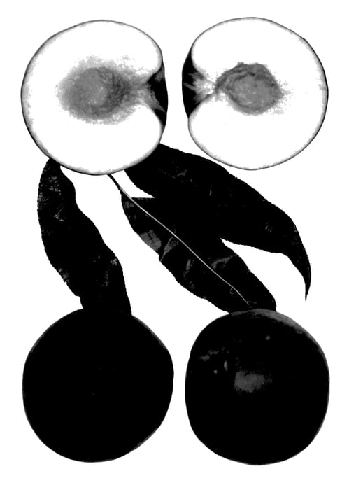 Figure 1 of US plant patent PP28151, the photograph of Rich Magic printed in the patent.