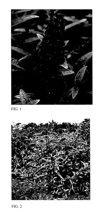 Figure 1 of US plant patent PP28152, the photograph of Little Nugget printed in the patent.