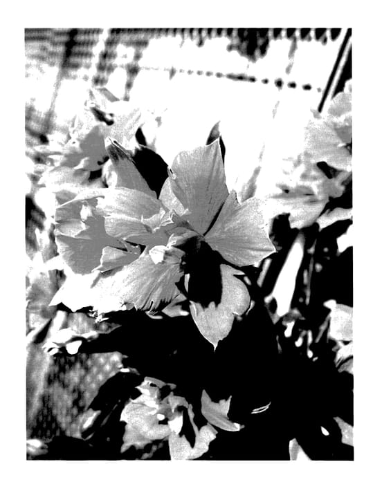 Figure 1 of US plant patent PP28153, the photograph of Suncatha 2335 printed in the patent.