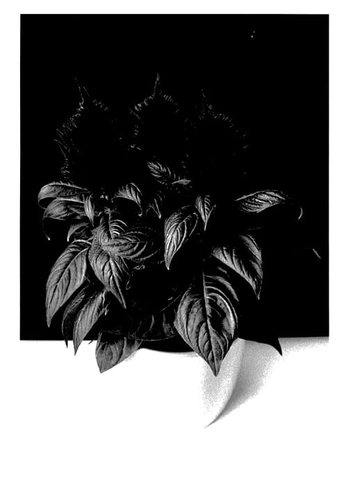 Figure 1 of US plant patent PP28154, the photograph of BKCELFRD printed in the patent.