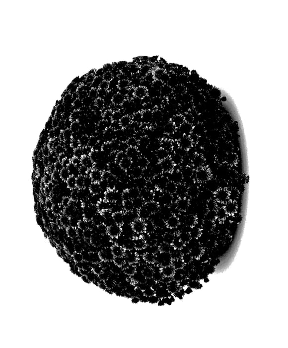 Figure 1 of US plant patent PP28155, the photograph of Miora Orange printed in the patent.