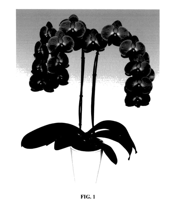Figure 1 of US plant patent PP28157, the photograph of PHALDUKAI printed in the patent.