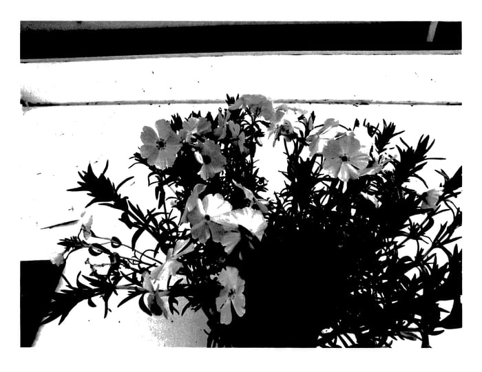 Figure 1 of US plant patent PP28158, the photograph of PHOZ0001 printed in the patent.