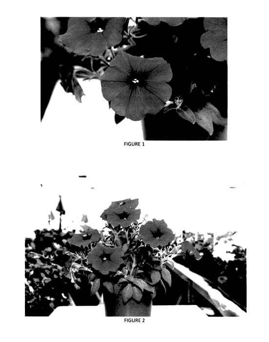 Figure 1 of US plant patent PP28159, the photograph of PEHY0012 printed in the patent.