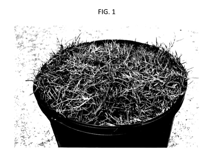 Figure 1 of US plant patent PP28160, the photograph of CD08 printed in the patent.