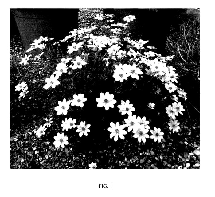 Figure 1 of US plant patent PP28161, the photograph of TMBI 1105 printed in the patent.