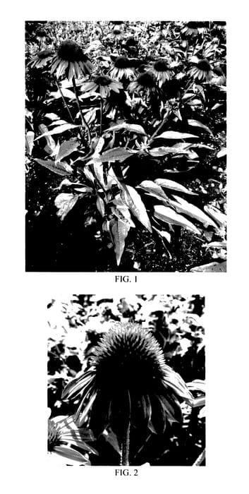 Figure 1 of US plant patent PP28162, the photograph of Balsombabur printed in the patent.