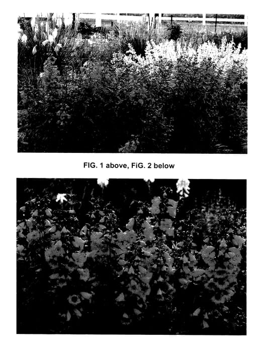 Figure 1 of US plant patent PP28163, the photograph of Cha Cha Cherry printed in the patent.