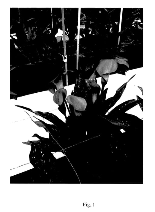 Figure 1 of US plant patent PP28164, the photograph of Zazu printed in the patent.