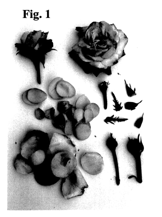 Figure 1 of US plant patent PP28166, the photograph of Poulpal065 printed in the patent.