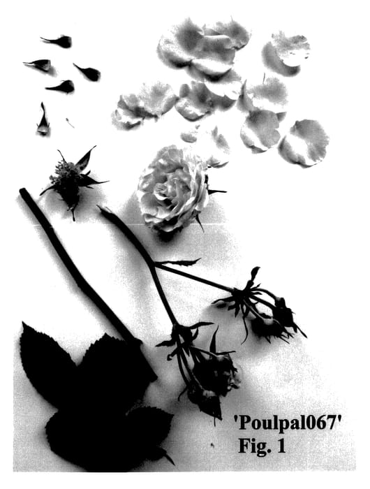 Figure 1 of US plant patent PP28167, the photograph of Poulpal067 printed in the patent.