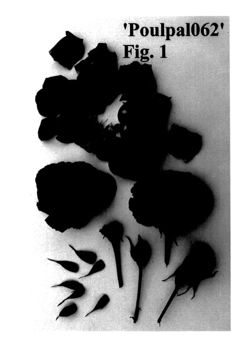 Figure 1 of US plant patent PP28168, the photograph of Poulpal062 printed in the patent.