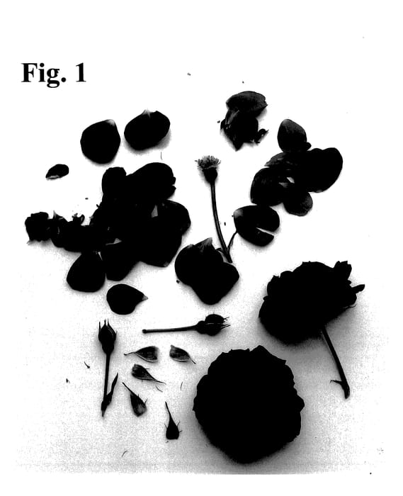 Figure 1 of US plant patent PP28169, the photograph of Poulcas048 printed in the patent.