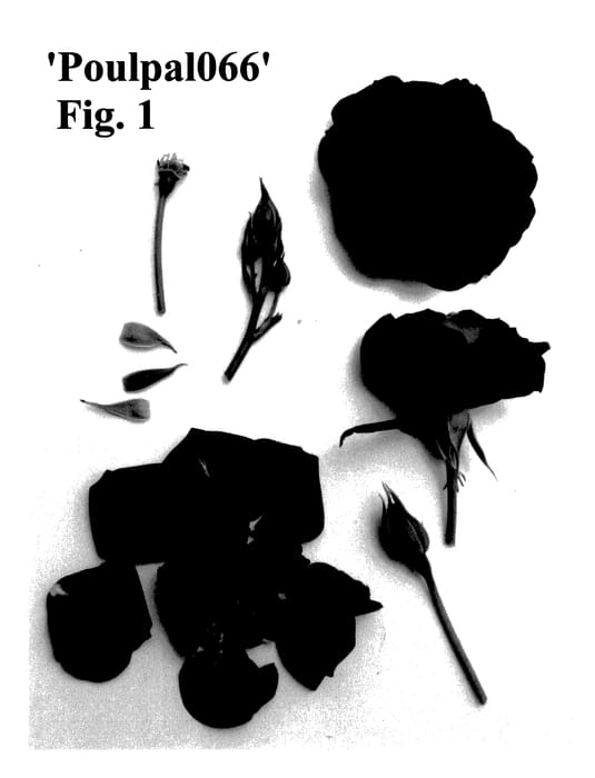 Figure 1 of US plant patent PP28170, the photograph of Poulpal066 printed in the patent.
