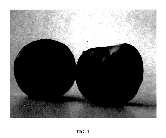 Figure 1 of US plant patent PP28171, the photograph of SMOOTH TEXAN ONE printed in the patent.