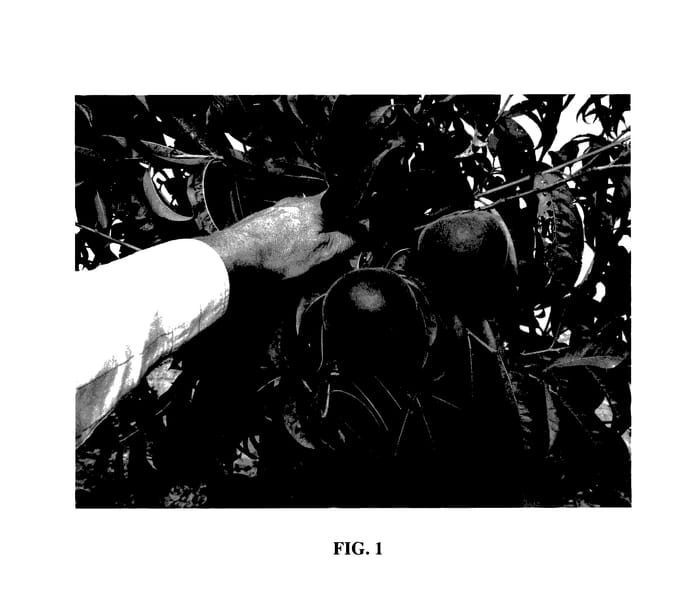 Figure 1 of US plant patent PP28172, the photograph of Royal Zest Two printed in the patent.