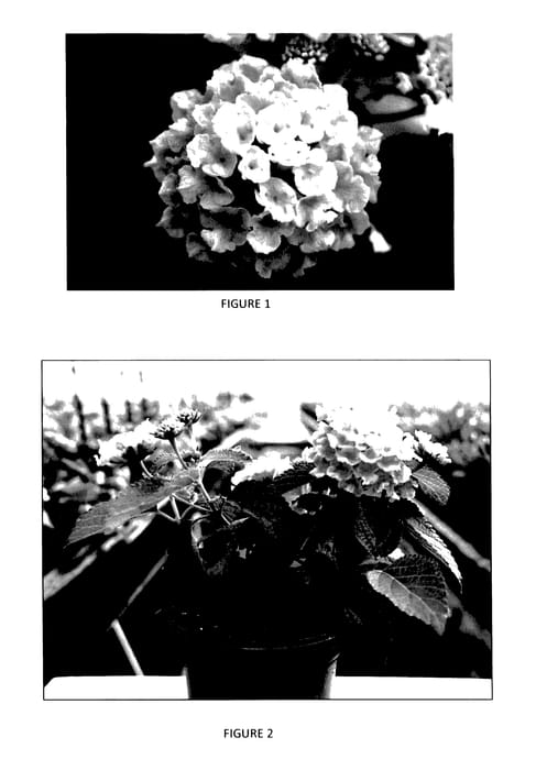 Figure 1 of US plant patent PP28174, the photograph of LANZ0007 printed in the patent.