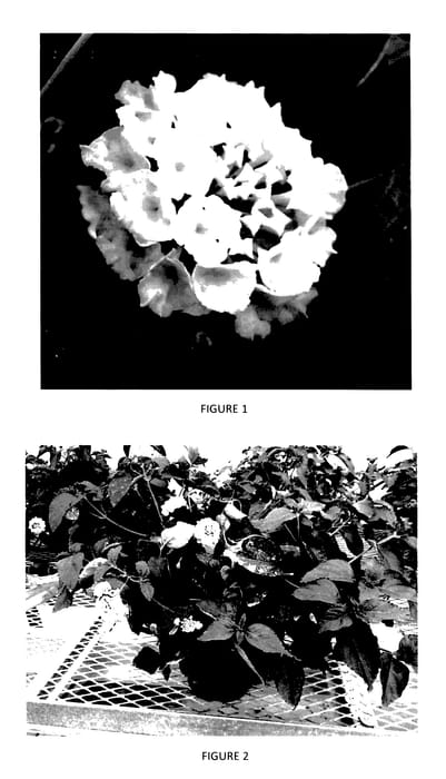 Figure 1 of US plant patent PP28175, the photograph of LANZ0008 printed in the patent.