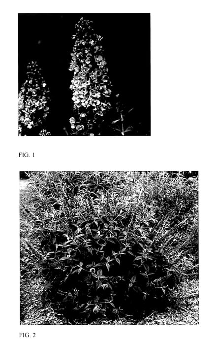 Figure 1 of US plant patent PP28176, the photograph of Orchid Annie printed in the patent.
