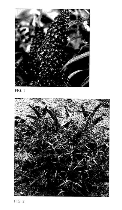 Figure 1 of US plant patent PP28177, the photograph of Magenta Munchkin printed in the patent.