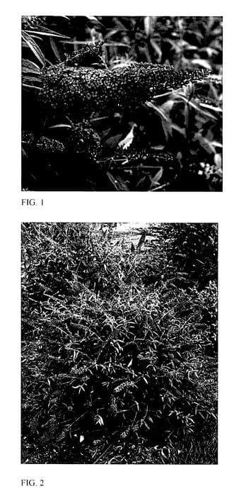 Figure 1 of US plant patent PP28178, the photograph of Blue Knight printed in the patent.