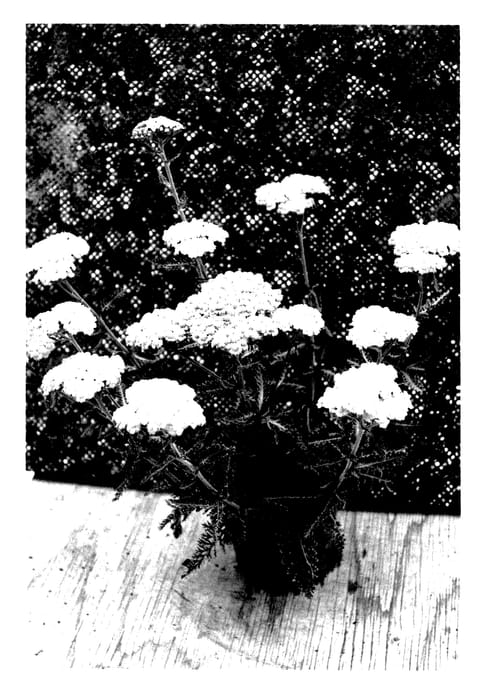 Figure 1 of US plant patent PP28179, the photograph of ACBZ0002 printed in the patent.