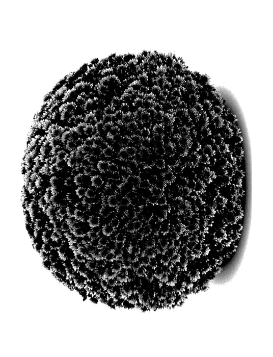 Figure 1 of US plant patent PP28180, the photograph of Vigorelli Dark Orange printed in the patent.