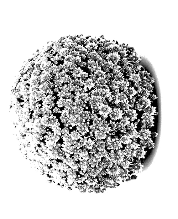 Figure 1 of US plant patent PP28181, the photograph of Mefisto Dark Pink printed in the patent.
